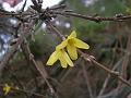 Weeping Forsythia